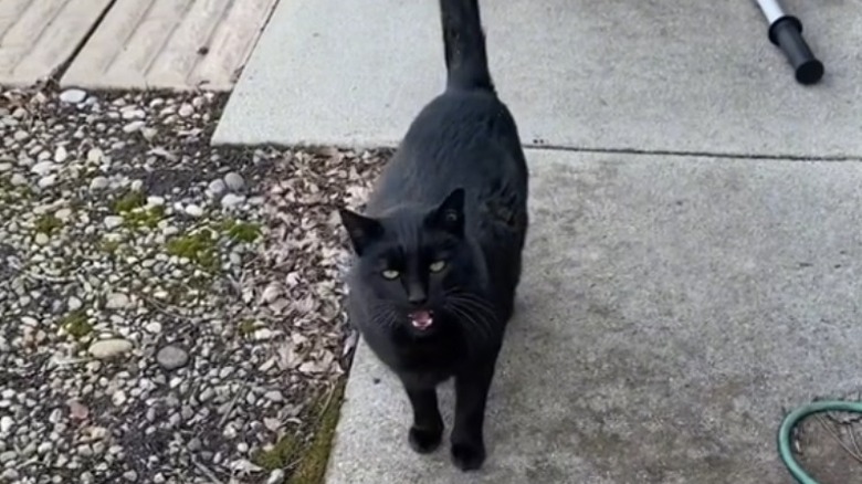 Black cat meowing