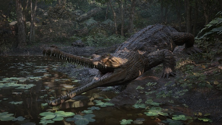 Crocodile near river