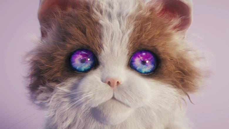 A fluffy cat stares at the camera with cosmic eyes