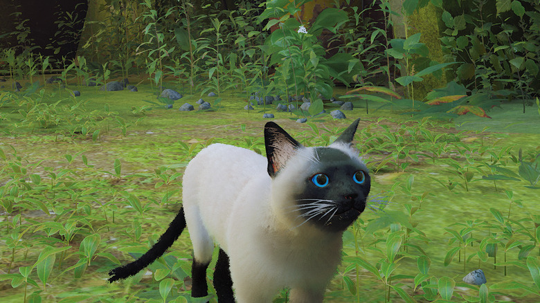 siamese cat with blue eyes