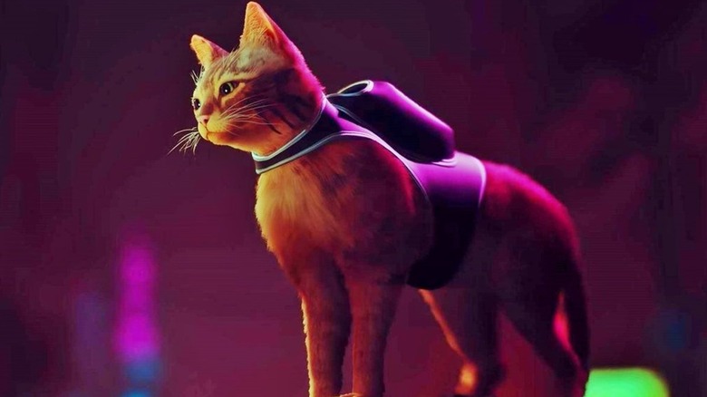 cat wearing harness