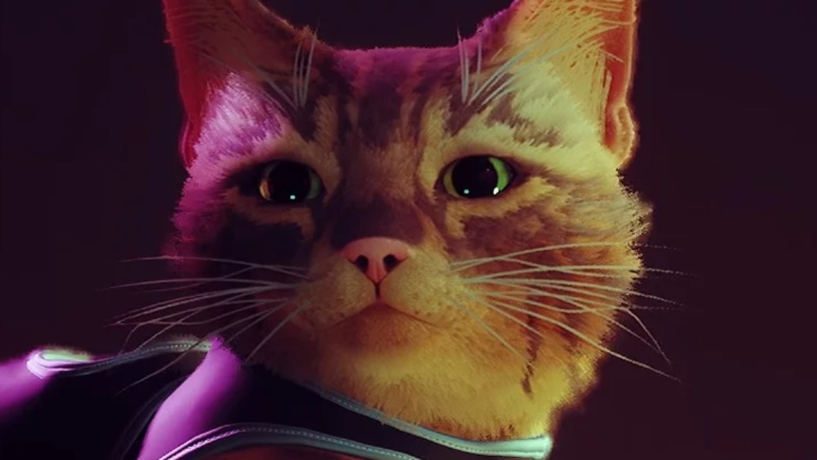 Photos: What It's Like Playing the New Cat Video Game, 'Stray