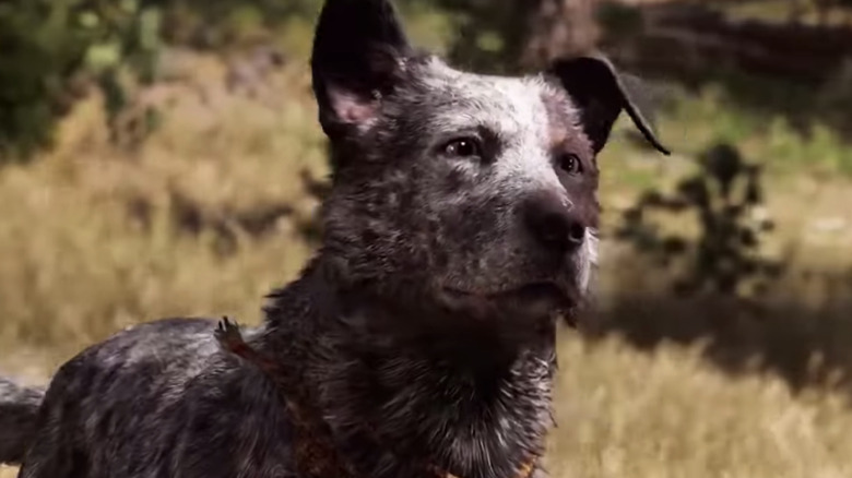 Boomer Far Cry 5 Looking into Distance