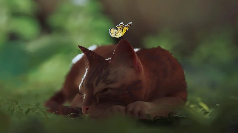 Cat resting with butterfly