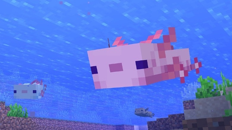 Axolotl swimming