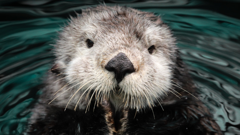 otter close-up