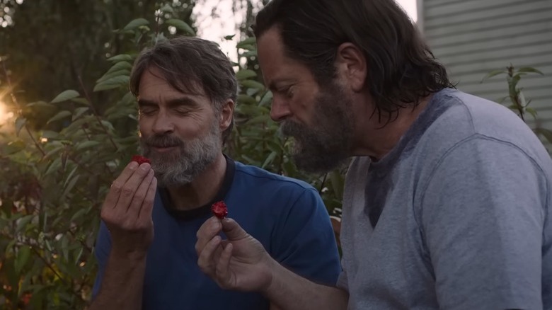 Bill and Frank eating strawberries