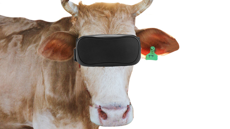The Tragic Reason Cows Are Wearing VR
