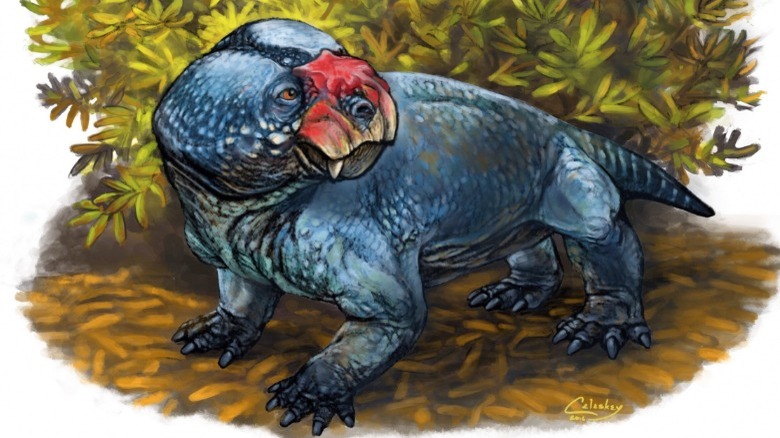bulbusaurus reptile fossil dicynodont