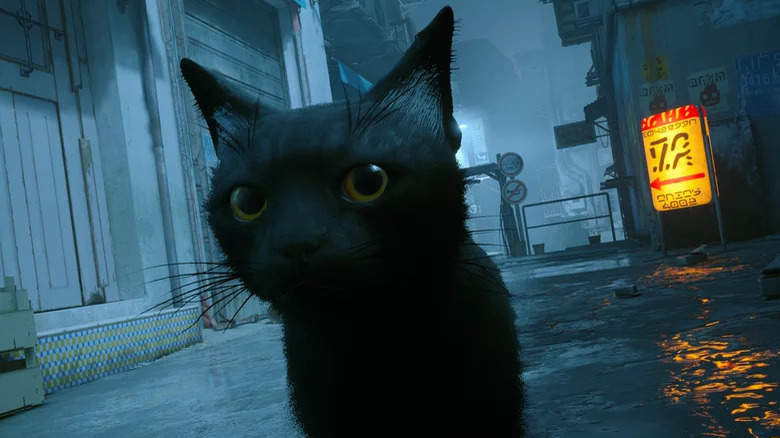 A modded black cat roams an alley