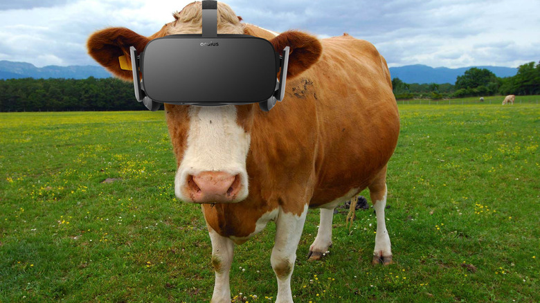 The VR Experiment Involves Cows